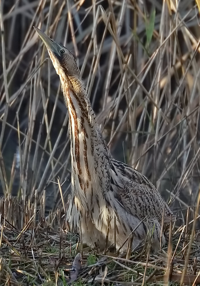 bittern